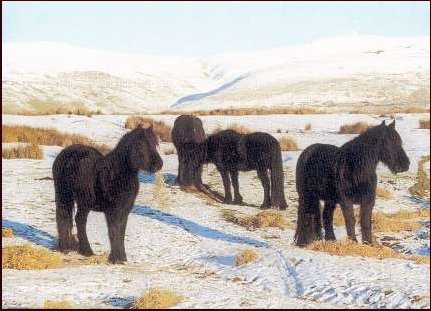 Winter Feeding